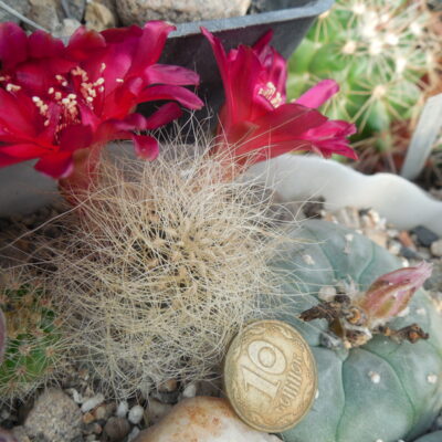 Sulcorebutia gerosenilis SE 183 - PP - (Копировать)