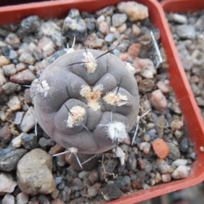 Pyrrhocactus vertogenii HV 355 - L.Bercht (Копировать)
