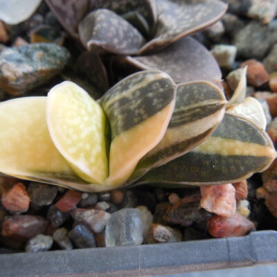 Gasteria minima - f. variegata