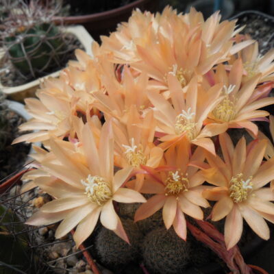 Rebutia  - cv. Sun Rise - персиковий колір квітів (Копировать)