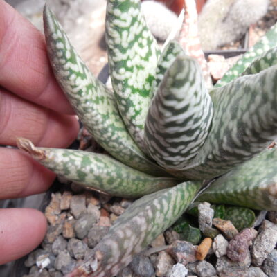Gasteria carinata - cv. Snow Storm - Eden Plants - compact form. (Копировать)