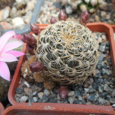 Sulcorebutia breviflora - L 314  A. Plapp - рожевоквіткова форма (Копировать)