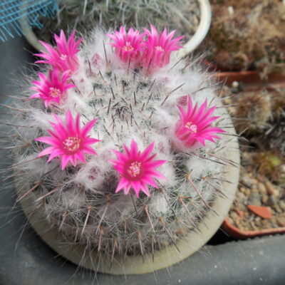 Mammillaria chionocephala ssp. woodsii