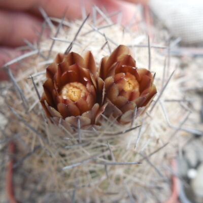 Echinomastus durangensis SB 46 - Conejos, Durango - seeds - насіння (Копировать)