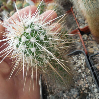 Echinocereus stramineus  SB1038 San Pedro, Coah, - MG - (Копировать)