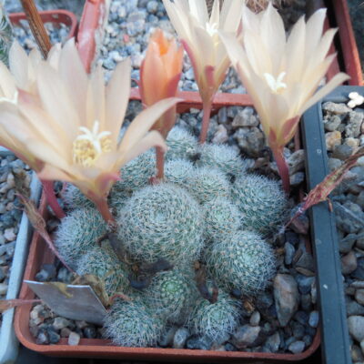 Rebutia cv. Sun Rise (Копировать)
