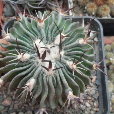 Echinofossulocactus ochoterenai L1092 - Kupcak
