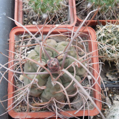 Gymnocalycium hossei STO 088 - 15 cm. long spines - MG -