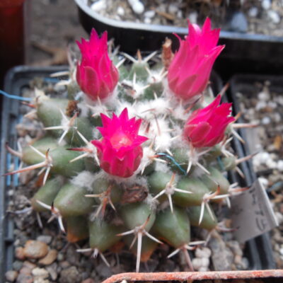 Mammillaria priesnitzii Z 97 — Jalpan, Queretaro — A, Plapp