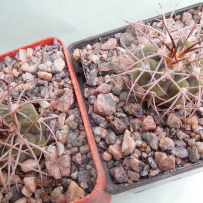 Gymnocalycium nidulans VS 41