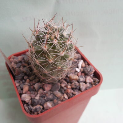 Escobaria  vivipara - /18/ Barber Co. Ks. (to-23*C)