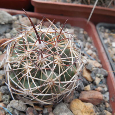 Coryphantha cornifera - v. maliterrarum - Mesa Garden -