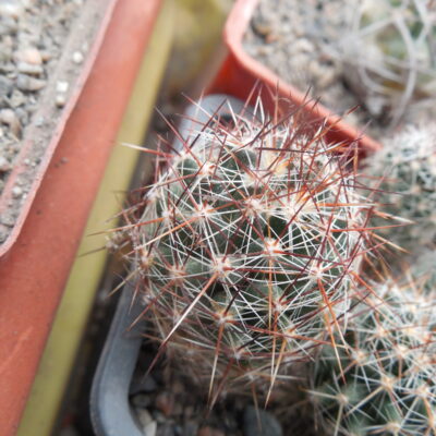 Escobaria vivipara  JRT 1111 - Puebla Co.Colorado, big stem, red sp.