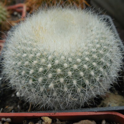 Brasilicactus haselbergii
