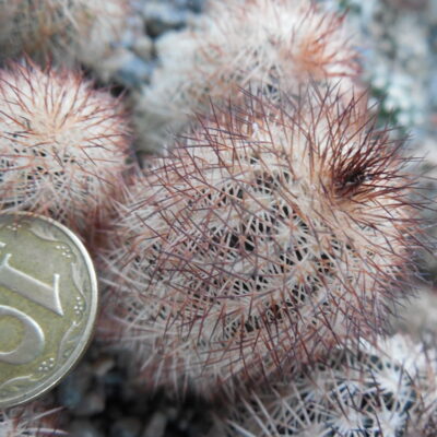 Echinocereus reichenbachii - v. perbellus DJF 971.5 - Pueblo Co. Co. - (to -23*C) - MG - (Копировать)