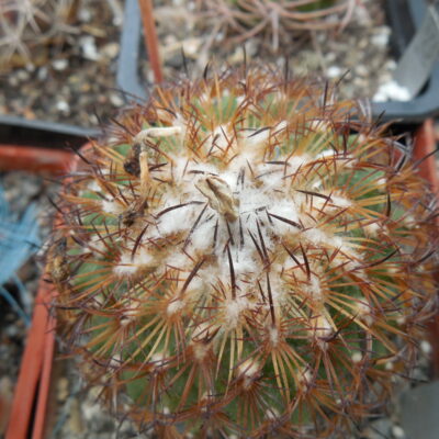 Gymnocactus ysabelae HO 776 - PP -
