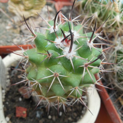 Mammillaria wagneriana - v.tortullospina - MG -