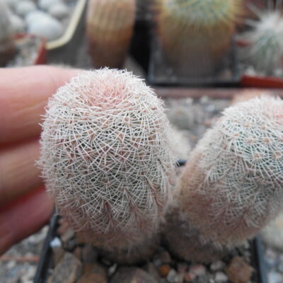 Echinocereus pectinatus SB 1035 - Huizache,  SLP. - tiny red-pink spines - Mesa Garden - (Копировать)
