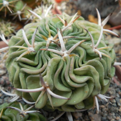 Echinofossulocactus sp. CSD 310 (pentacantus - v.tulensis)