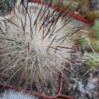 Gymnocactus beguinii - v.francii - MG -