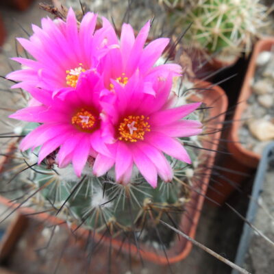 Gymnocactus viereckii L1159 (Копировать)
