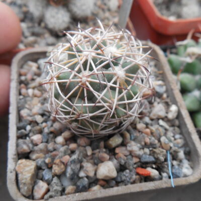 Coryphantha sp. CSD 296 (Копировать)
