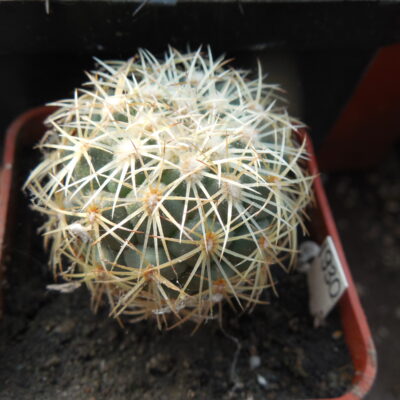 Coryphantha greenwoodii HO 5 – Puerto del Aine, Pue. – MG – (Копировать)