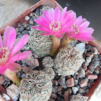 Sulcorebutia gemmae VZ 231