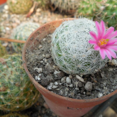 Mammillaria humboldtii  RH 132 - MG - (Копировать)