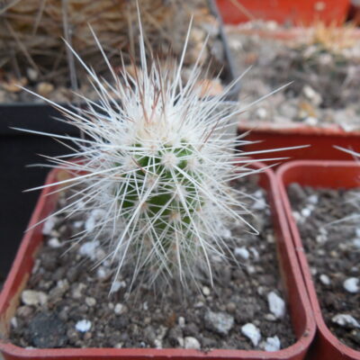 Echinocereus stramineus - v. ocidentalis PP 1531 - Ejido Lusio Blanco, Coah - PP - (Копировать)