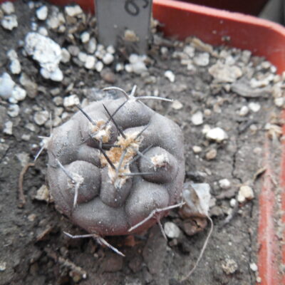 Pyrrhocactus vertogenii HV 355 - L.Bercht (Копировать)
