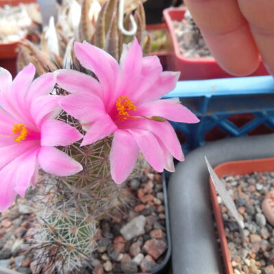 Mammillaria ocidentalis - крупноквітковий вид (Копировать)