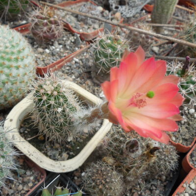 Echinocereus subterraneus - Piltz -