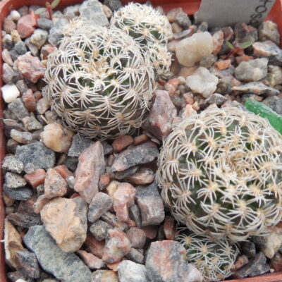 Sulcorebutia mentosa - albissima JP 218.15 (Копировать)