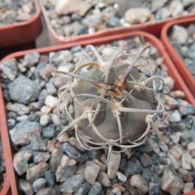 Gymnocalycium catamarcense - v.belenense JPR 158 - 486 Cuesta de Belen - Piltz -
