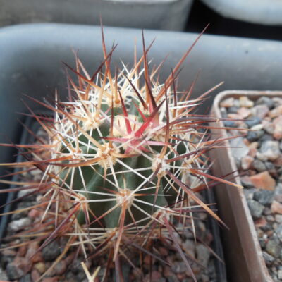 Echinocereus fereirianus - v.  lindsayi (Копировать)
