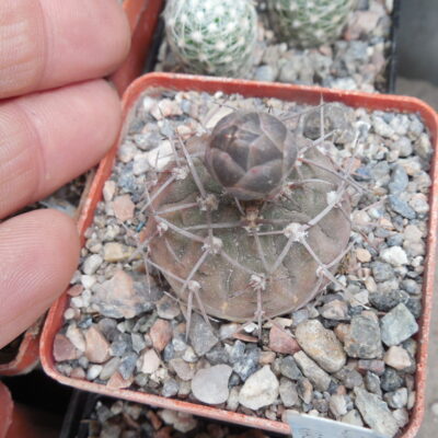 Gymnocalycium bodenbenderianum - v.mirandaense P 222 - Piltz -