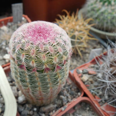 Echinocereus rigidissimus - cv. "thick" A.Plapp x rigidissimus - v.rubispinus