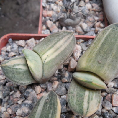 Gasteria hybr. variegated (ex.Cactus-Nishi) Japan