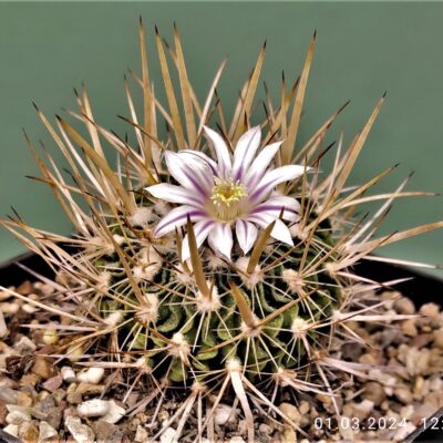 Насіння Echinofossulocactus crispatus