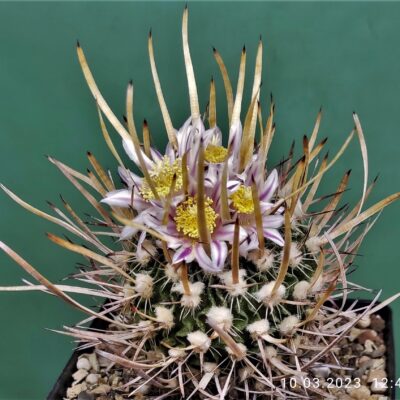 Насіння Echinofossulocactus erectocentrus el Potosi