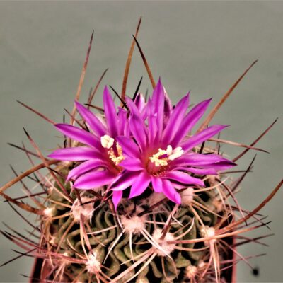 Насіння Echinofossulocactus flexispinus (crispatus)