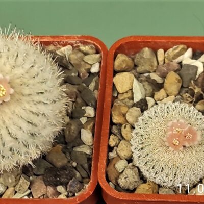Насіння Epithelantha micromeris