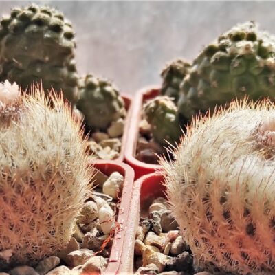Насіння Epithelantha micromeris SB1327