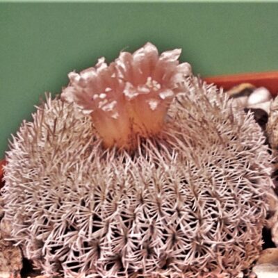 Насіння Epithelantha micromeris v Densispinum LAU661