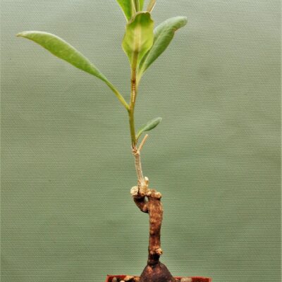 Euphorbia aff. specksii, Karonga, Malawi 14.