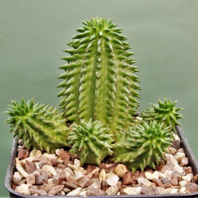 Euphorbia sussanae 1