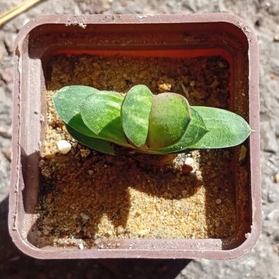 Gasteria glomerata f variegata