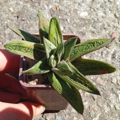 Gasteria Warthog