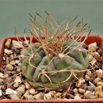 Gymnocalycium-armatum-JO-600-4